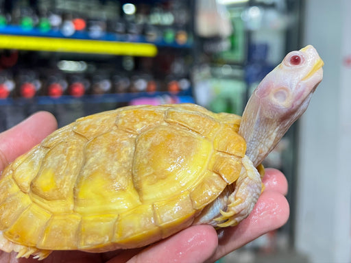 * Other Species * Trachemys scripta elegans SNOW (Ruby-eye Snow Terrapin)❄️🔴