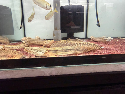 * Polypterus * Polypterus lapradei (Captive Bred) 11-15cm