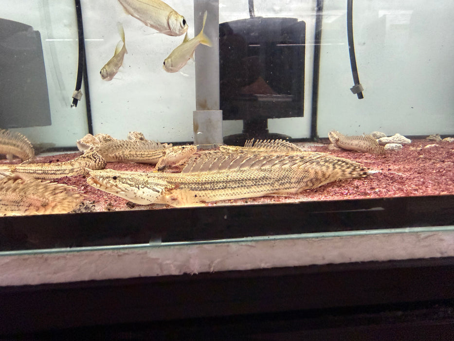 * Polypterus * Polypterus lapradei (Captive Bred) 11-15cm