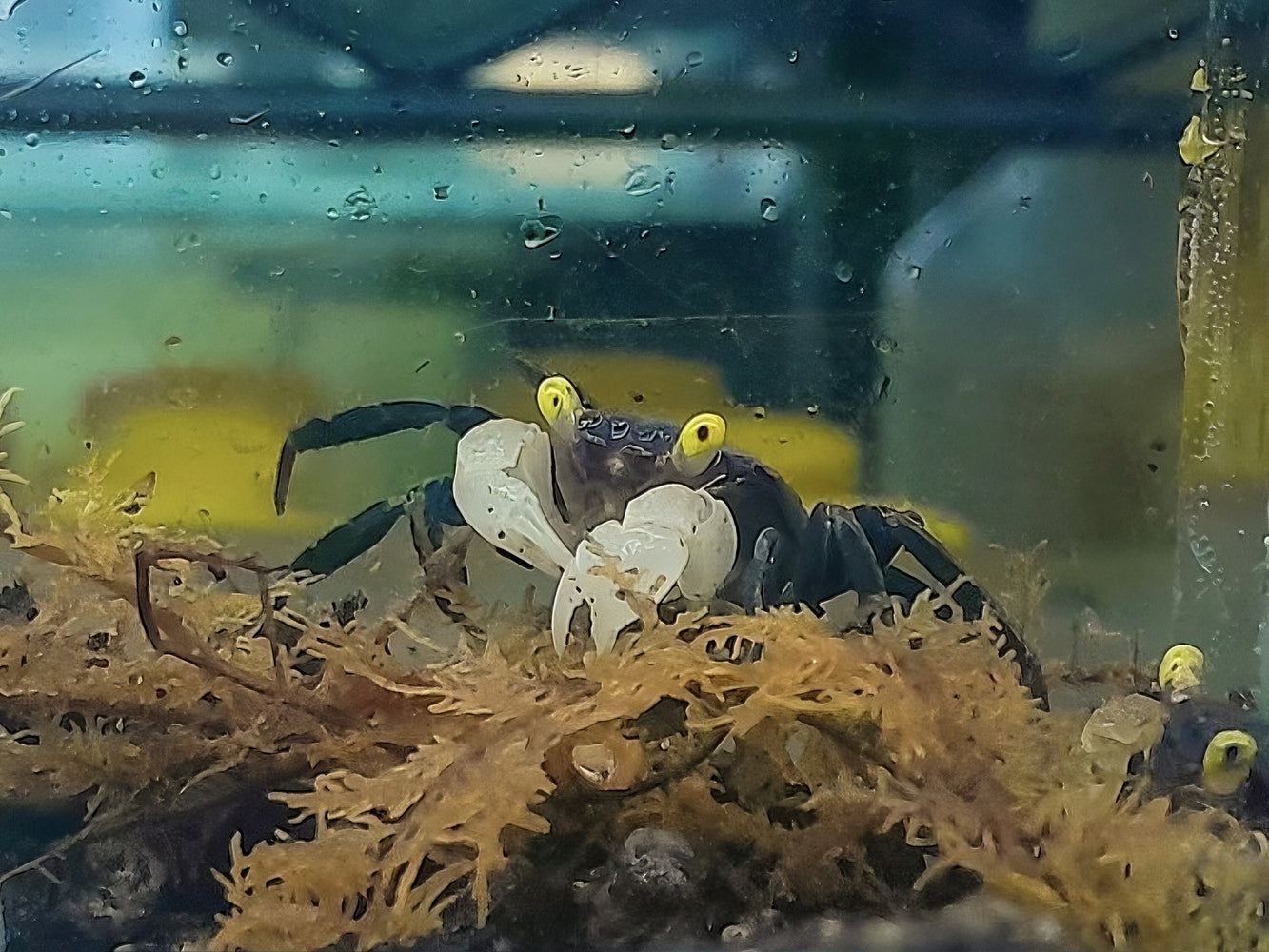 * Crabs * Geosesarma sp. Golden eye (Golden eye vampire crab)