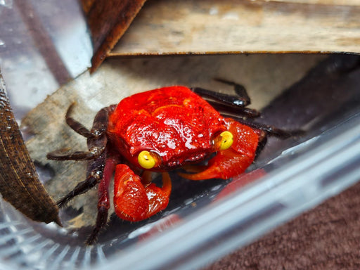* Crabs * Geosesarma hagen (Red devil vampire crab)