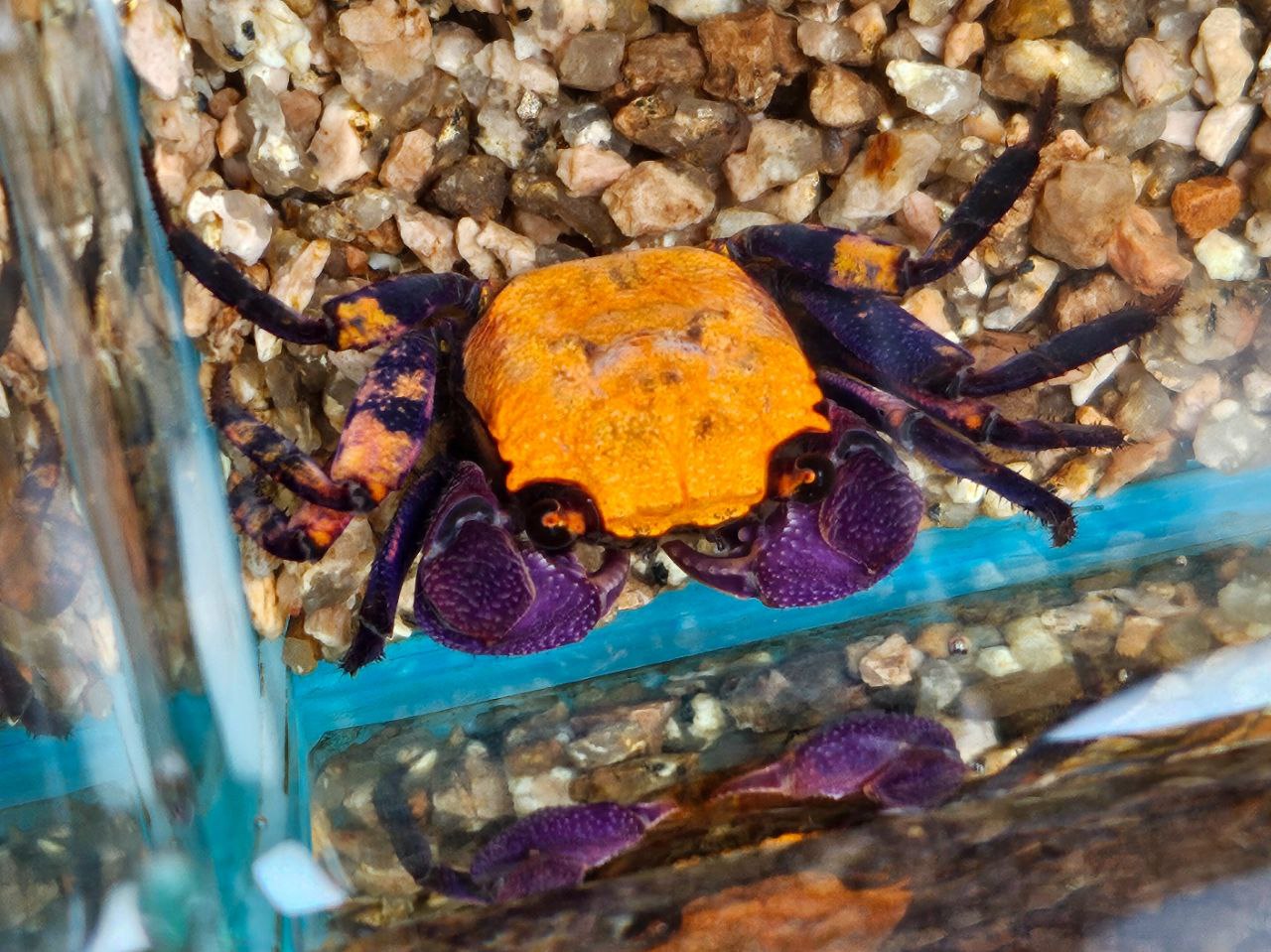* Crabs * Geosesarma sp “Halloween” (Halloween vampire crab)