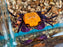 * Crabs * Geosesarma sp “Halloween” (Halloween vampire crab)