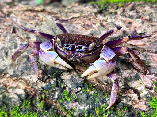 * Shrimps * Neosarmatium rotundifrons (Blue Spider Crab)