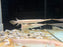 * Other Species * Lepisosteus platyrhincus ALBINO (Albino Florida Gar) 15-18cm