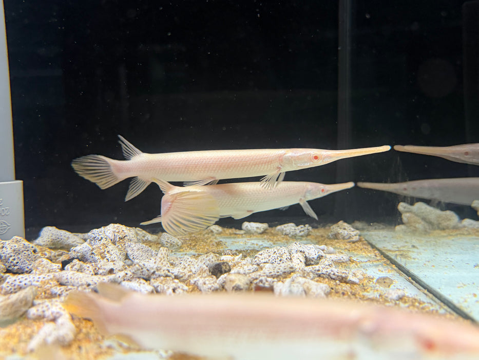 * Other Species * Lepisosteus platyrhincus ALBINO (Albino Florida Gar) 15-18cm