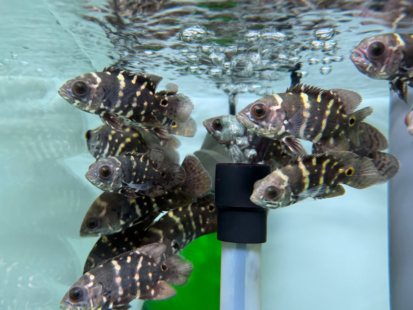* Cichlids * Astronotus crassipinnis (Bumblebee Oscar) 6-8cm