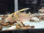* Corydoras * Brochis Robustus 8-9cm