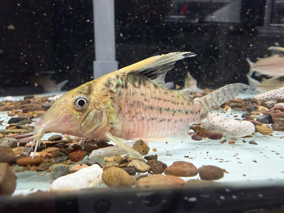 * Corydoras * Brochis Robustus 8-9cm
