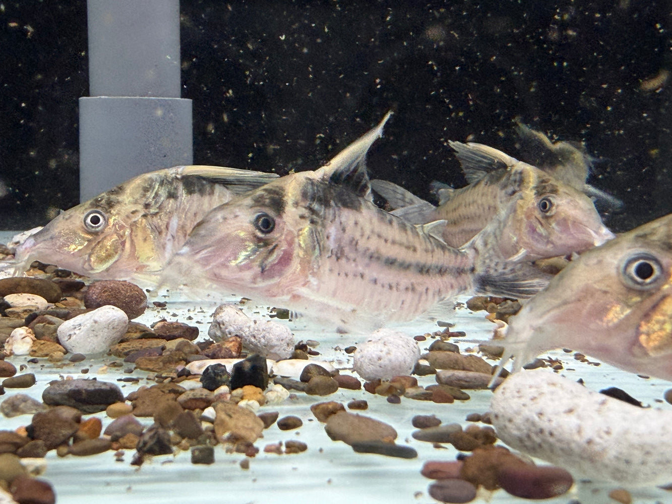 * Corydoras * Brochis Robustus 8-9cm