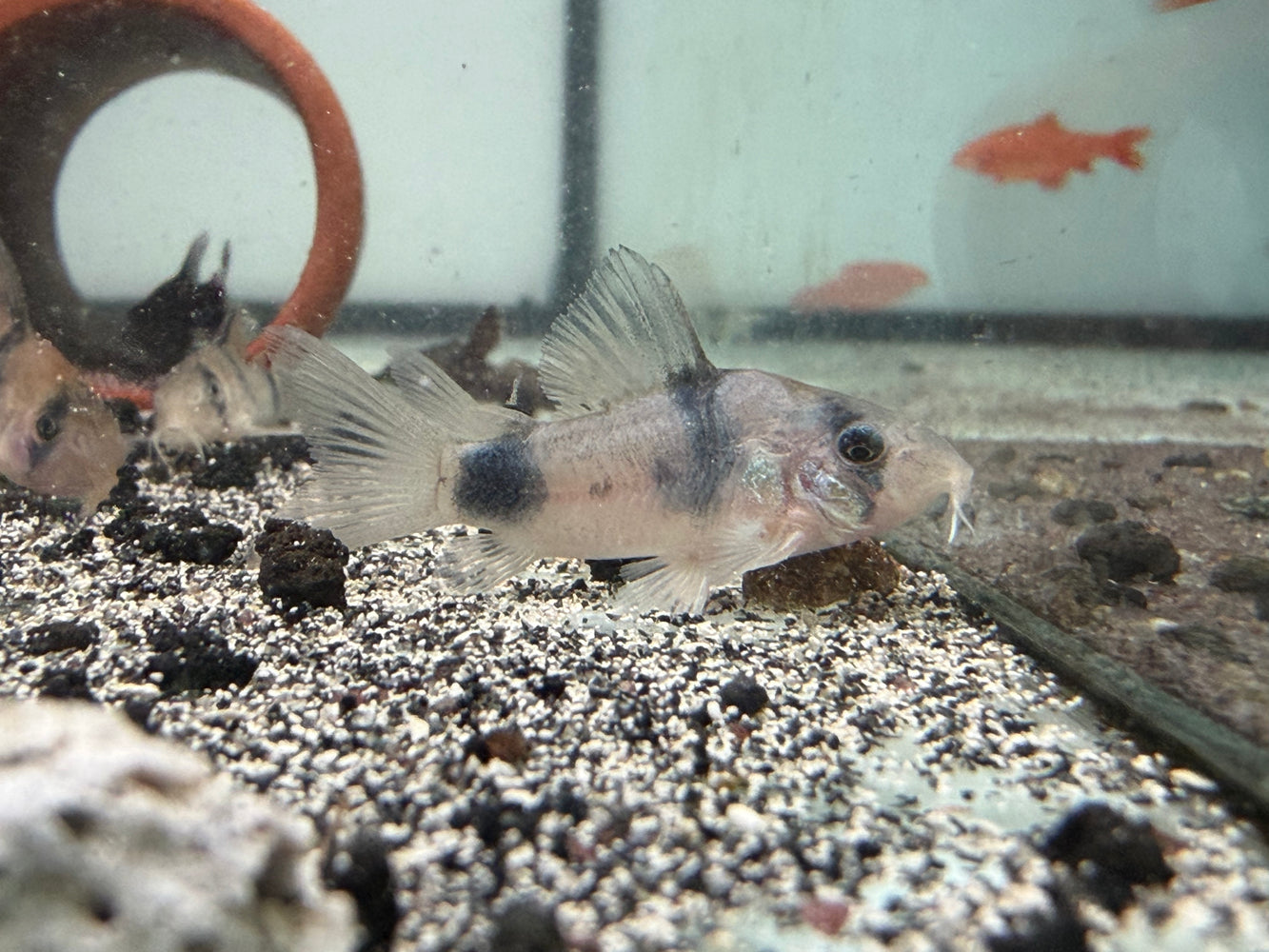 * Corydoras *  Hoplisoma Weitzmani
