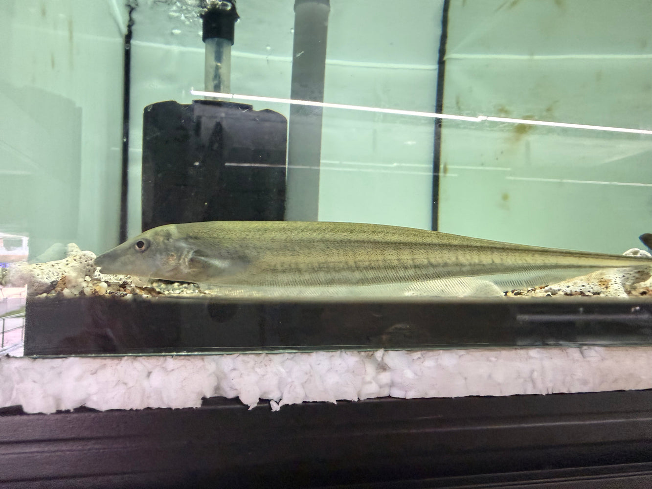 * Other Species * Archolaemus blax (Rat Tail Knifefish) 20-22cm