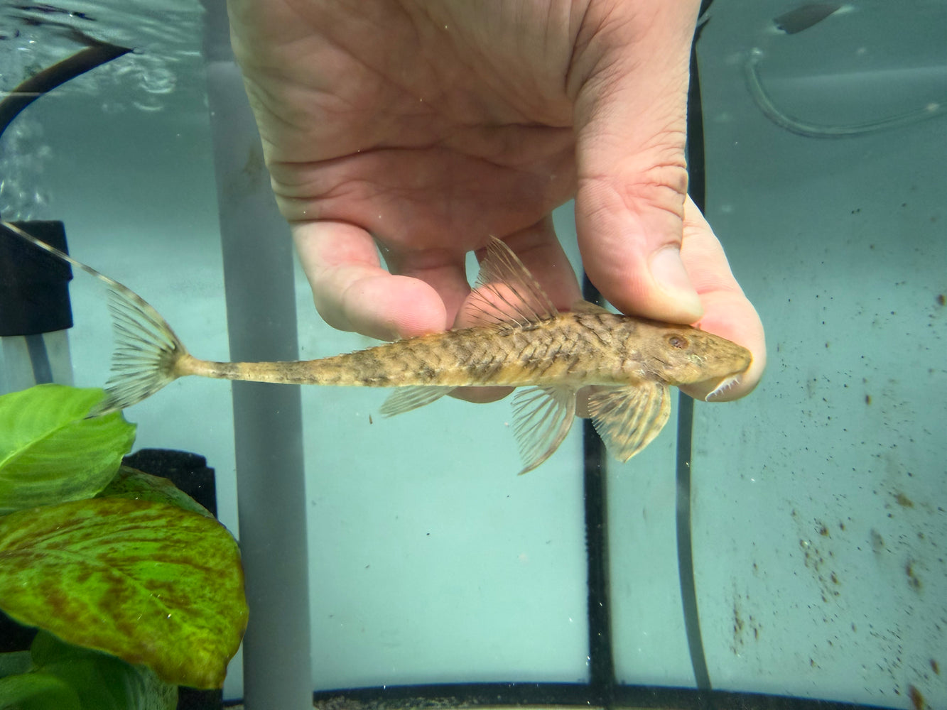 * Pleco *  Spatuloricaria evansii 12-14cm