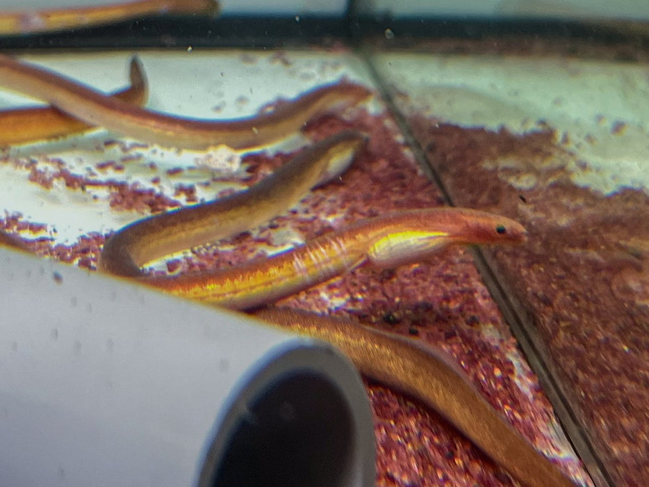 * Other Species * Moringua raitaborua (Purple Spaghetti-eel)