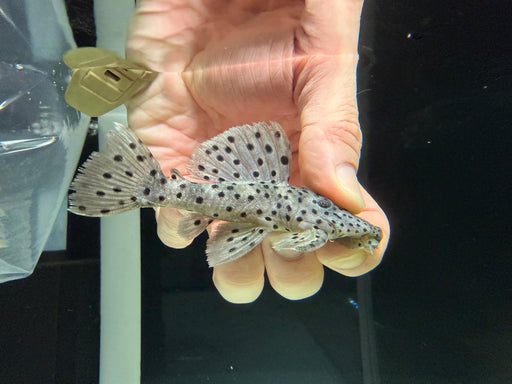 * Pleco *  Leporacanthicus joselimai (L264 Sultan Pleco) 10-12cm