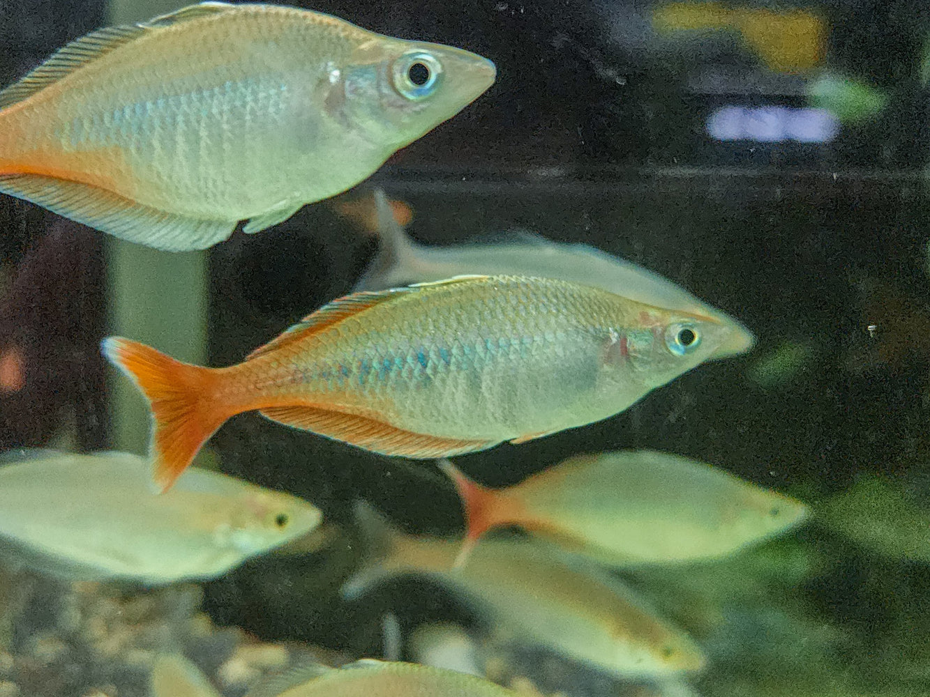 * Tetra/Barb  * Chilatherina bleheri (Bleheri rainbowfish) 6-8cm