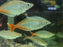 * Tetra/Barb  * Chilatherina bleheri (Bleheri rainbowfish) 6-8cm