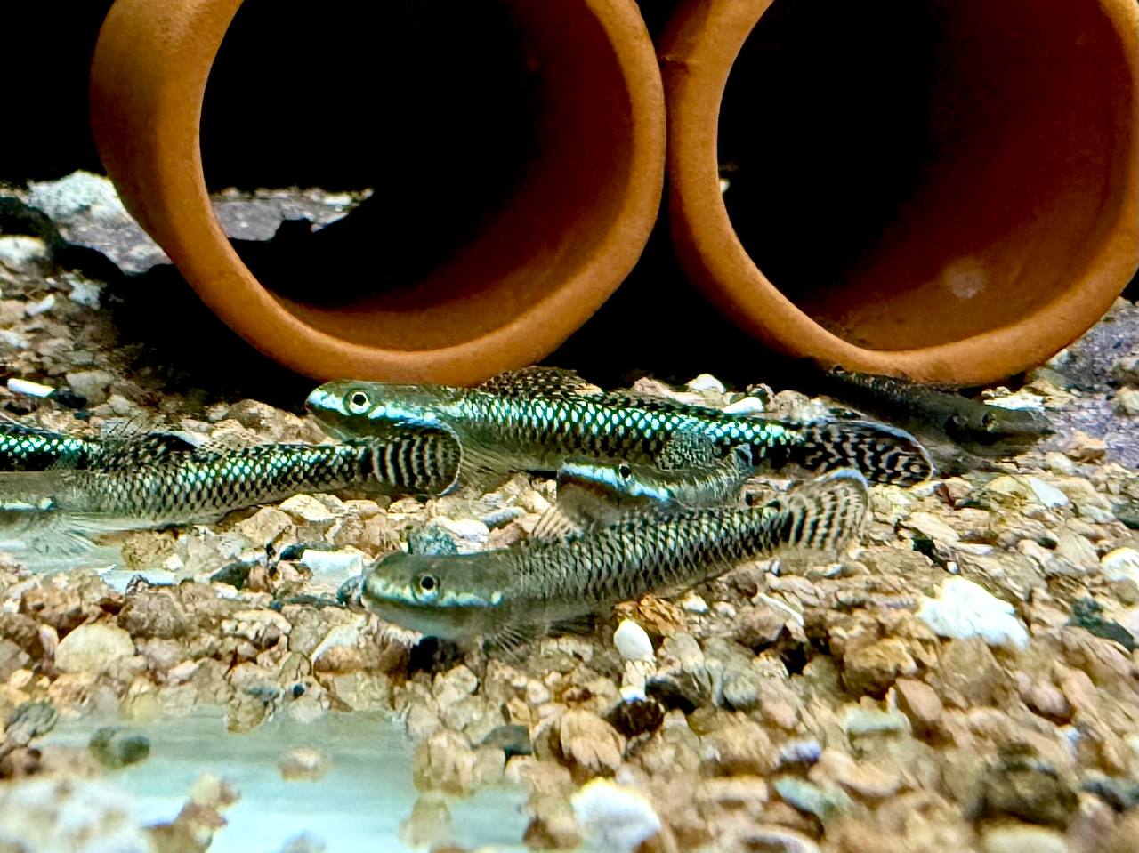 * Other Species * Stiphodon atropurpureus (True neon blue goby) 4-5cm