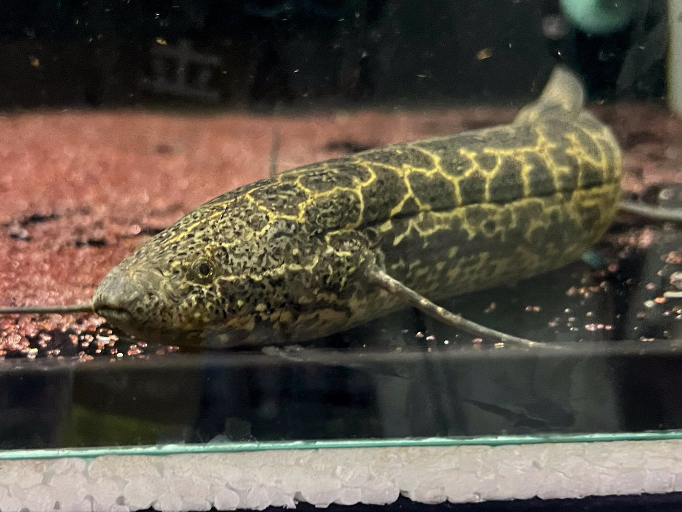 * Other Species * Protopterus aethiopicus (Marble Lungfish) 30-35cm