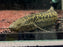 * Other Species * Protopterus aethiopicus (Marble Lungfish) 30-35cm