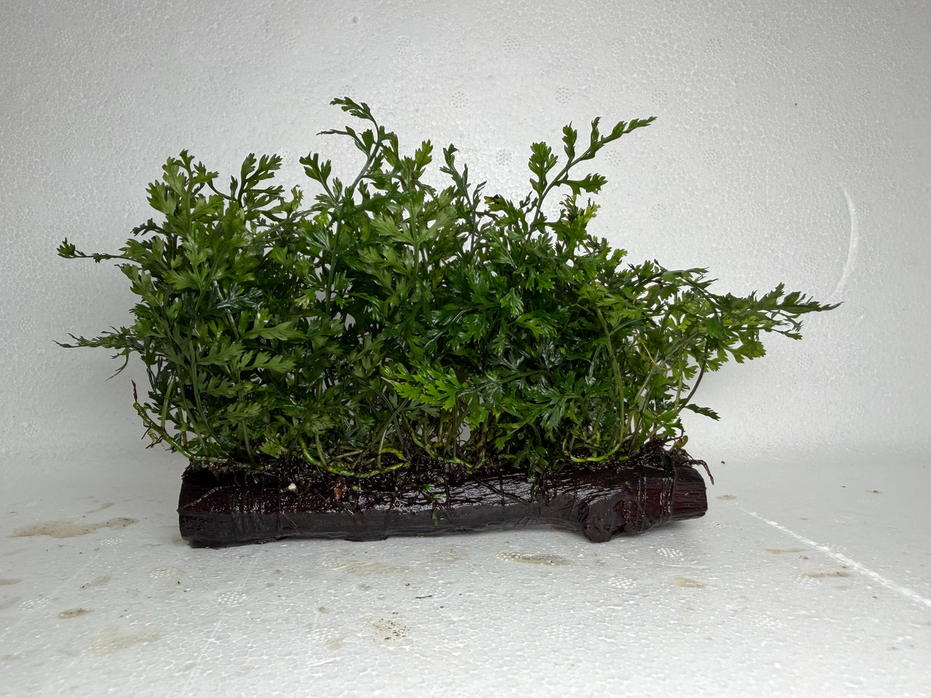 * Plants* Mini Bolbitis On Driftwood Medium #MBDM