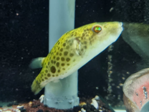 * Other Species * Pao Cochinchinensis (Fang’s Puffer)