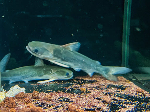 * Catfish * Tocantinsia piresi 12-14cm