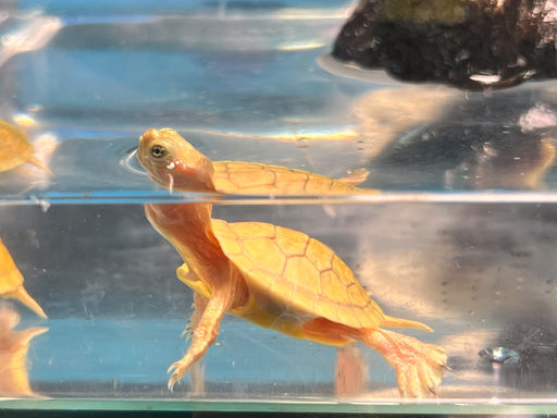 * Other Species * Hybino Red Ear Slider (RES) Terrapin