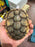 * Other Species * Caramel Red Ear Slider (RES) Terrapin
