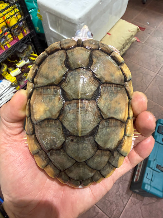 * Other Species * Caramel Red Ear Slider (RES) Terrapin