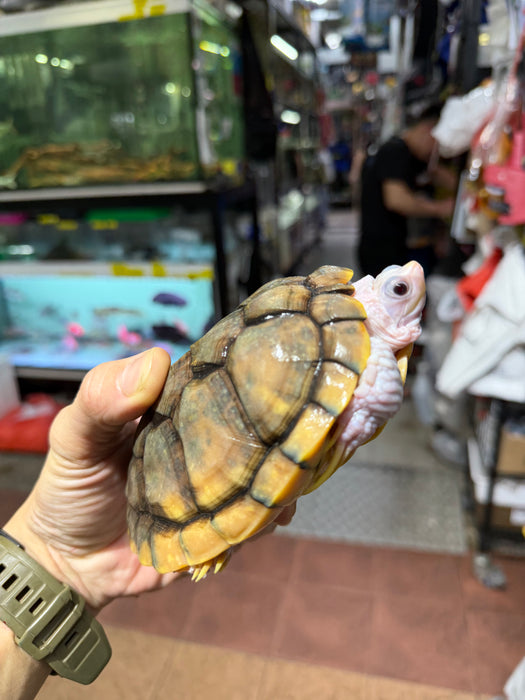 * Other Species * Caramel Red Ear Slider (RES) Terrapin