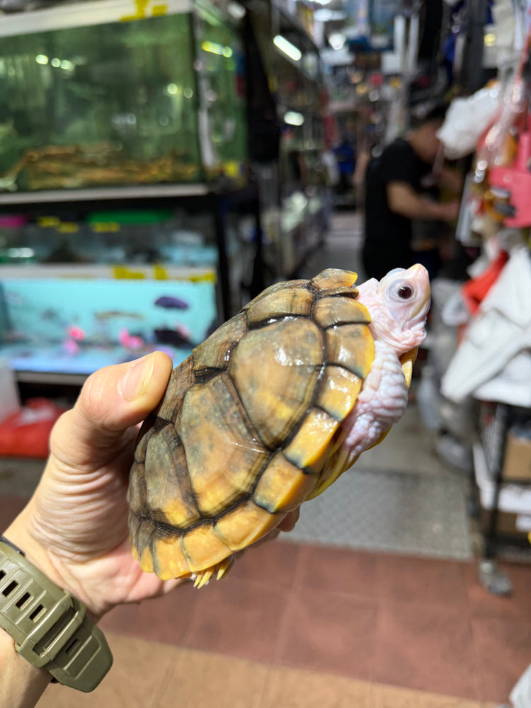 * Other Species * Caramel Red Ear Slider (RES) Terrapin