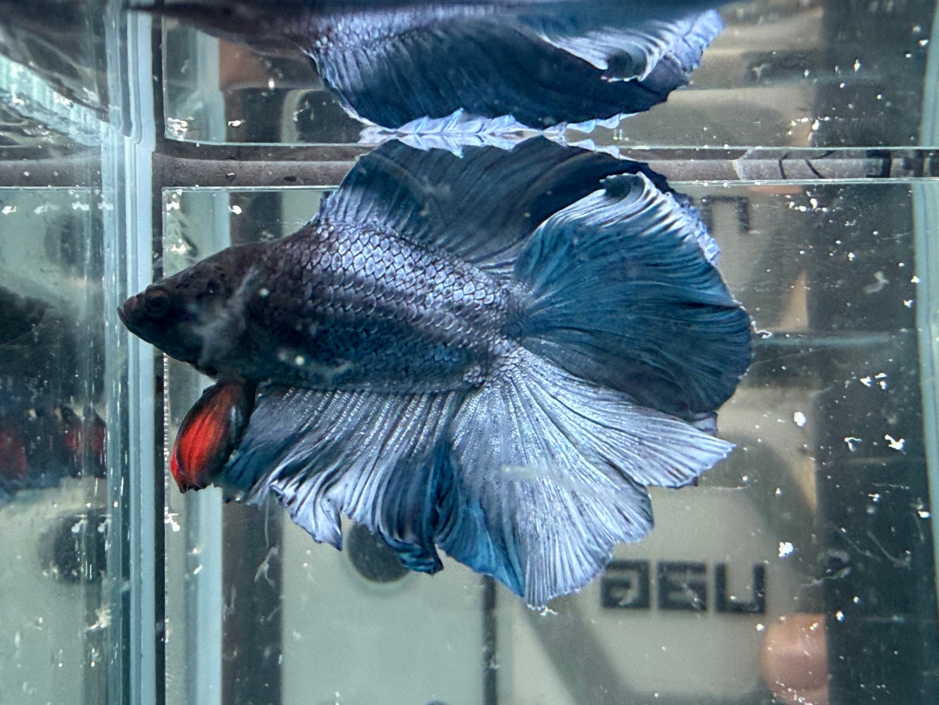 * Betta * DTHM Doubletail Halfmoon (Actual Fish) #56