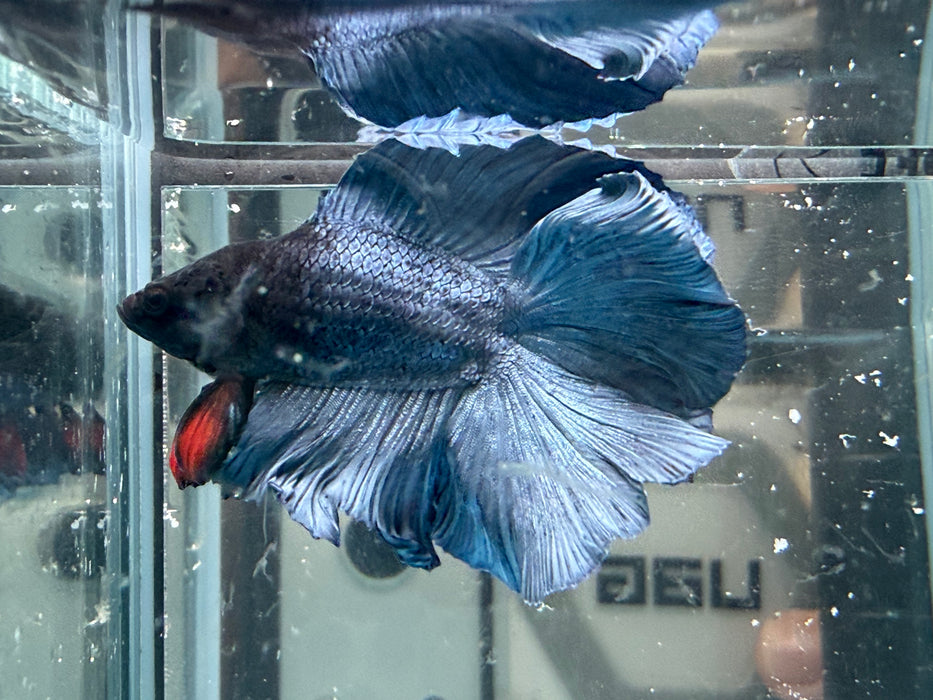 * Betta * DTHM Doubletail Halfmoon (Actual Fish) #56