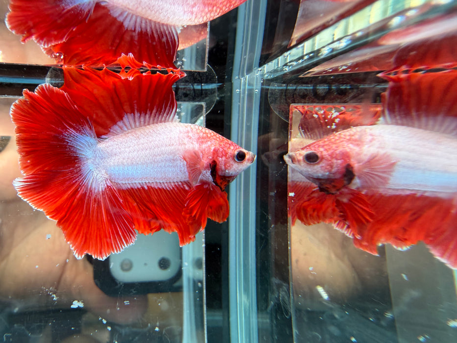* Betta * DTHM Doubletail Halfmoon (Actual Fish) #62