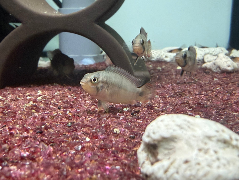 * Cichlids *  Apistogramma Panduro (Pair)