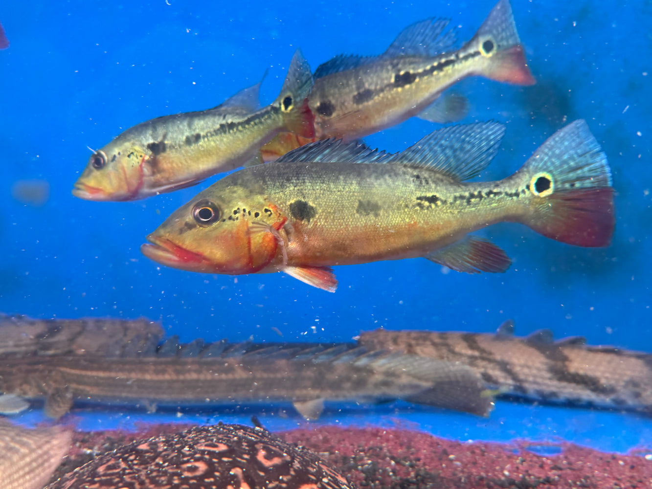 * Cichlid * Cichla mirianae FOGO peacock bass 18-20cm