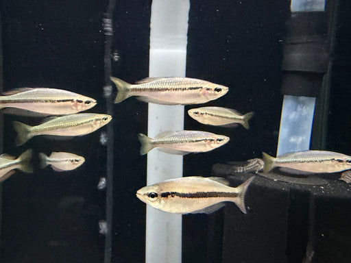 * Tetra/Barb  * Melanotaenia Nigrans (Australian Black Banded Rainbowfish)