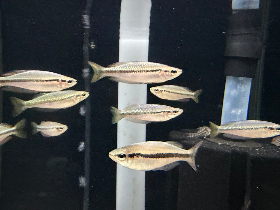 * Tetra/Barb  * Melanotaenia Nigrans (Australian Black Banded Rainbowfish)
