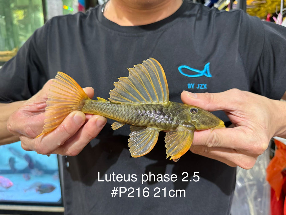 * Pleco *  Hypostomus Luteus phase 2.5 21cm #P216 (Actual Piece)