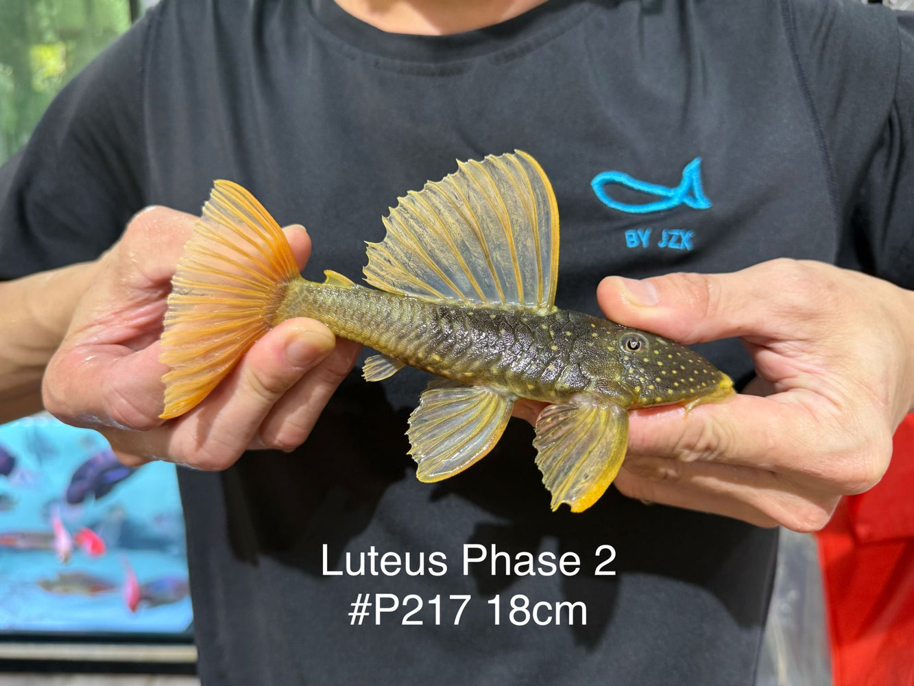 * Pleco *  Hypostomus Luteus phase 2 18cm #P217 (Actual Piece)