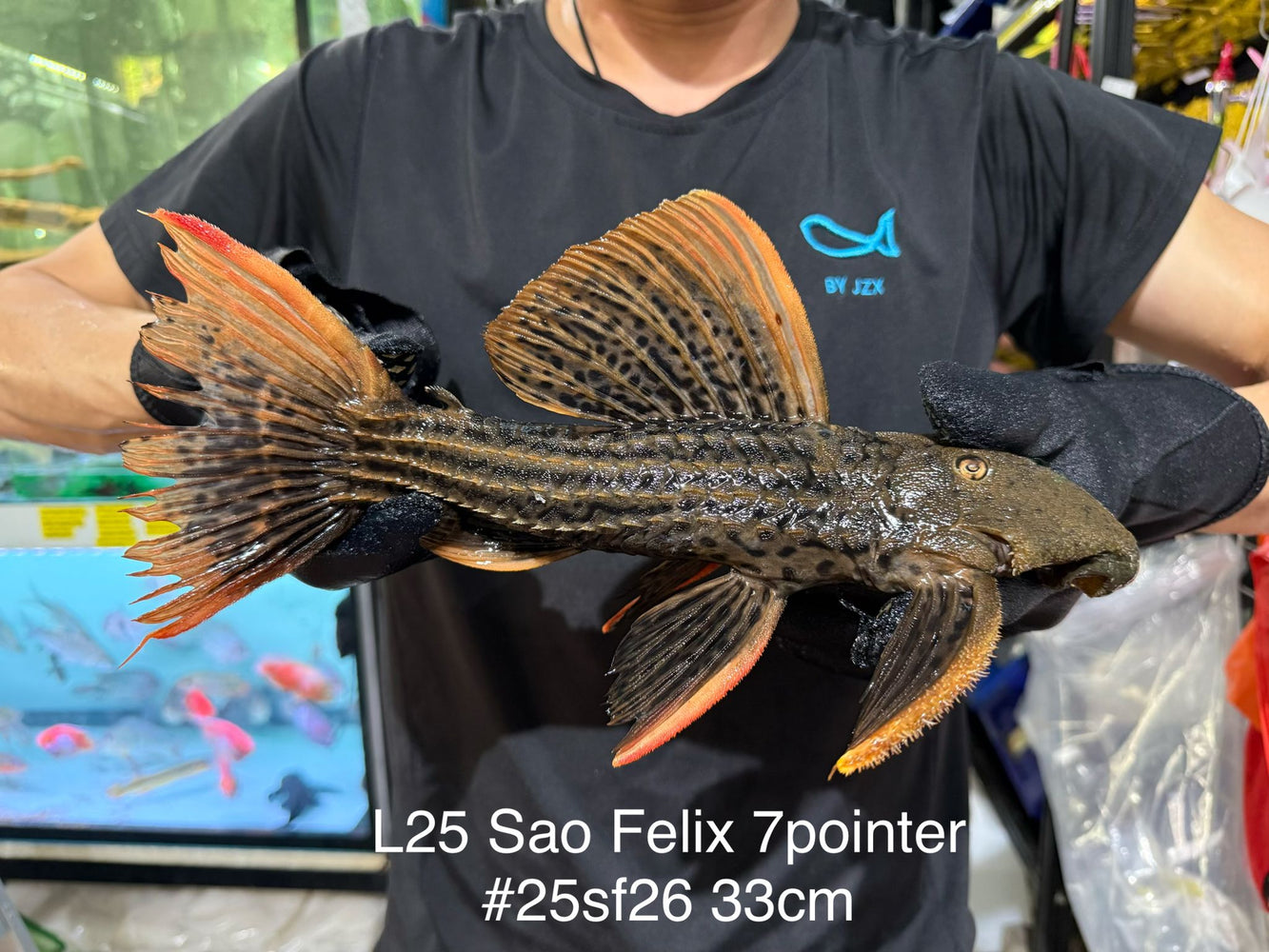 * Pleco * Pseudacanthicus Pirarara (L25 Sao Felix 7 Pointer) 33cm #25SF26 (Actual piece)