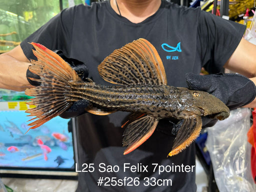 * Pleco * Pseudacanthicus Pirarara (L25 Sao Felix 7 Pointer) 33cm #25SF26 (Actual piece)
