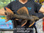 * Pleco * Pseudacanthicus Pirarara (L25 Sao Felix 7 Pointer) 33cm #25SF26 (Actual piece)