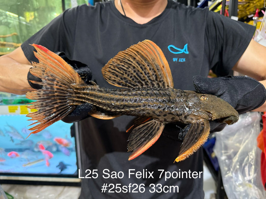 * Pleco * Pseudacanthicus Pirarara (L25 Sao Felix 7 Pointer) 33cm #25SF26 (Actual piece)