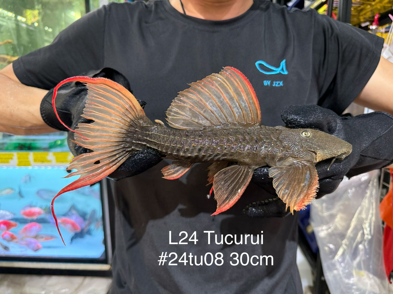 * Pleco *  Pseudacanthicus pitanga L24 Tucurui #24TU08 30cm (Actual piece)