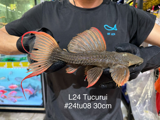 * Pleco *  Pseudacanthicus pitanga L24 Tucurui #24TU08 30cm (Actual piece)