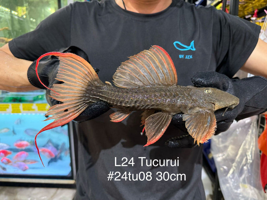 * Pleco *  Pseudacanthicus pitanga L24 Tucurui #24TU08 30cm (Actual piece)