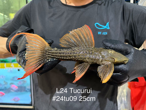 * Pleco *  Pseudacanthicus pitanga L24 Tucurui #24TU09 25cm (Actual piece)