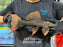 * Pleco *  Pseudacanthicus pitanga L24 Tucurui #24TU09 25cm (Actual piece)